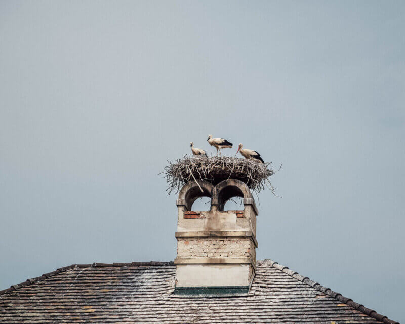 Storks on the roof of Rust in Burgenland