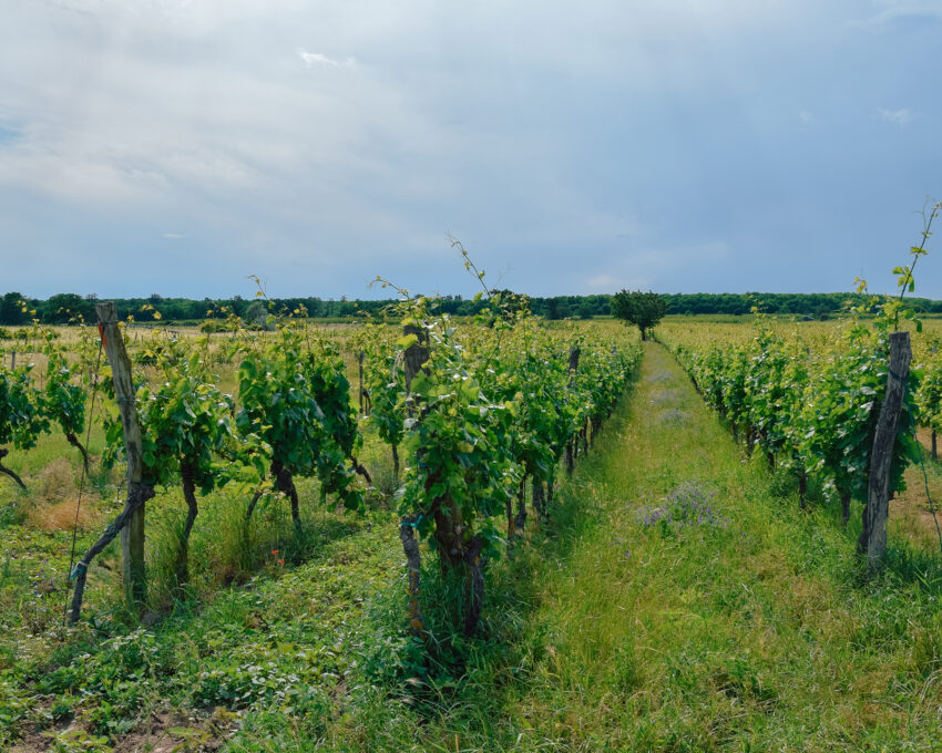 Reben im Burgenland 
