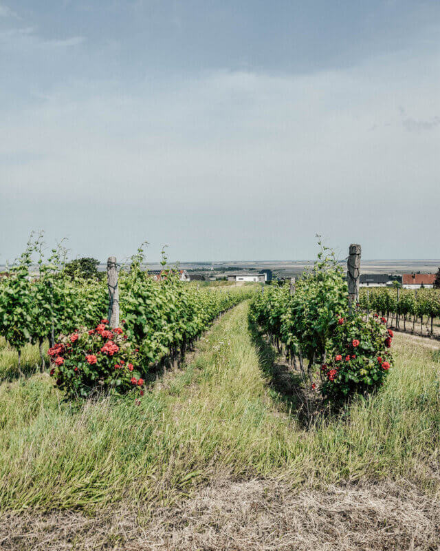 Vines in Mörbisch