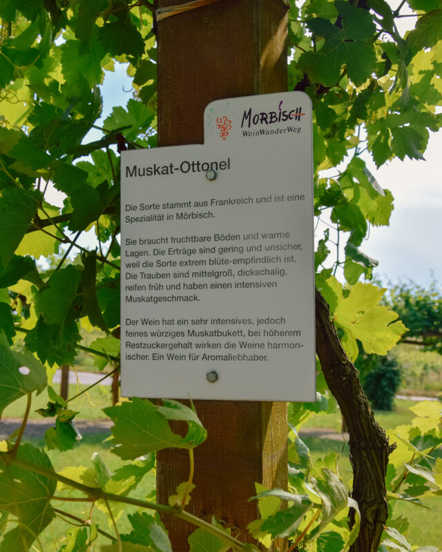 Mörbischer Weinpfad