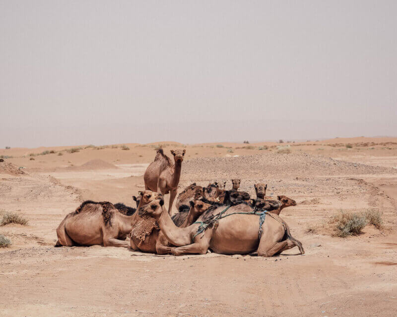 Camels on a road trip in Morocco