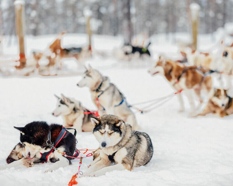 Huskies in Finish Lapland
