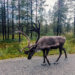 sustainable travel guide to Lapland