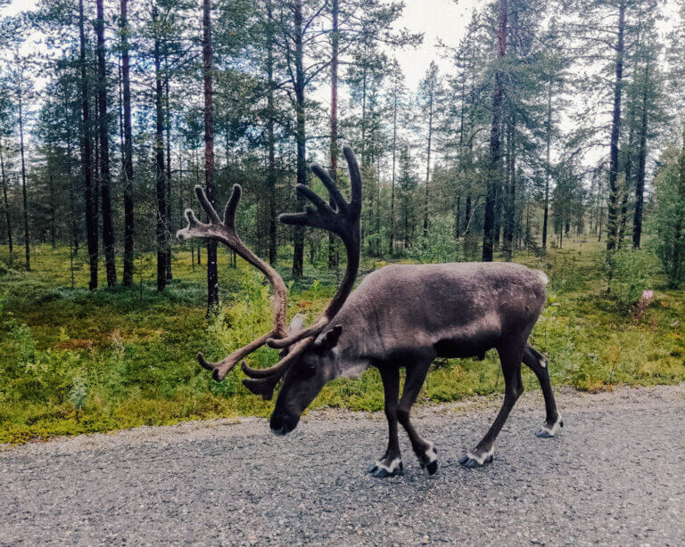 A Sustainable Travel Guide to Lapland in Finland