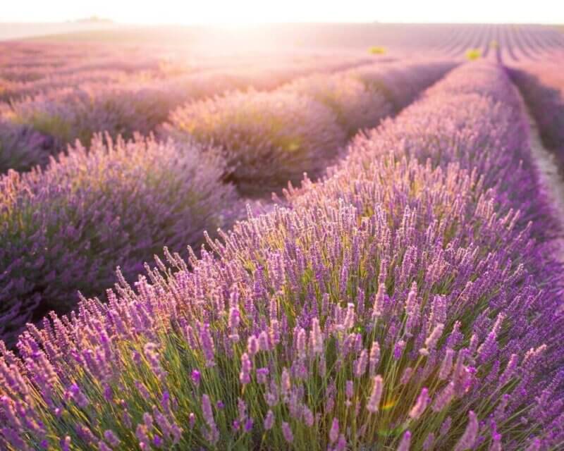 Lavender Fields Provence