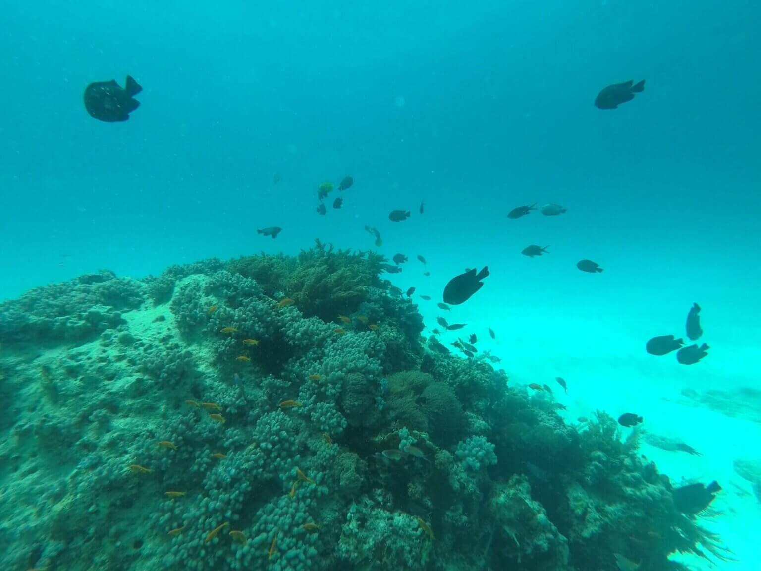 Bucket List Experience: Scuba Diving in Zanzibar - World of Lina