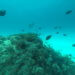 Scuba Diving in Zanzibar