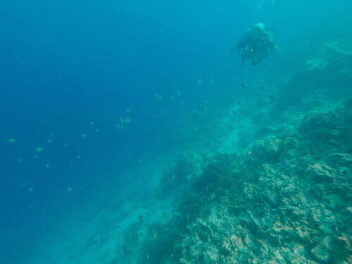 Bucket List Experience: Scuba Diving in Zanzibar - World of Lina