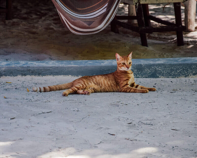 Cat in Zanzibar
