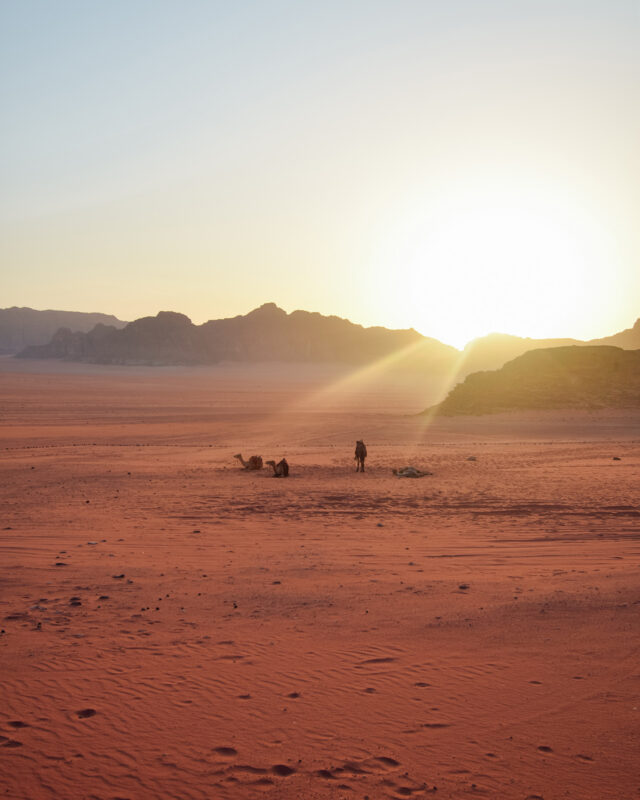 Camels in The Desert in Jordan