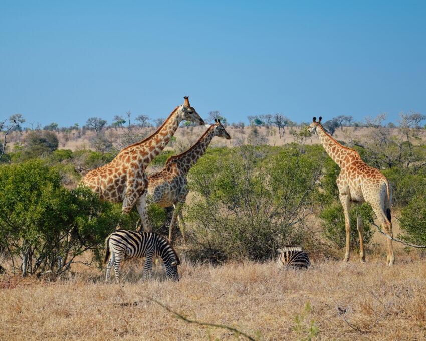 Tips For a Memorable Safari in South Africa