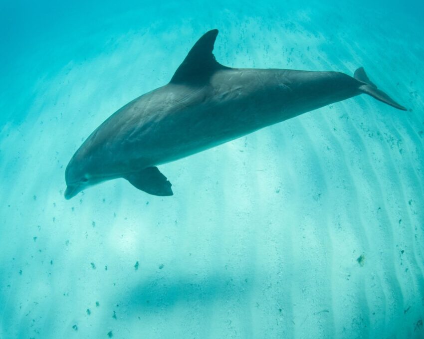 Caribbean Scuba Diving & Snorkeling